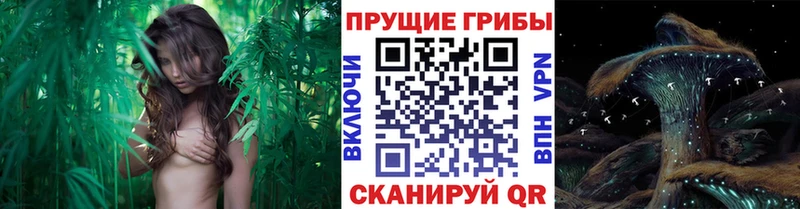 Псилоцибиновые грибы ЛСД  Купить где  Кедровый 